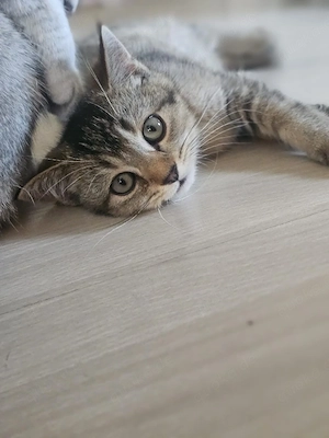 Bezaubernde Britisch Kurzhaar (BKH) Kitten suchen ein liebevolles Zuhause