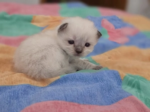 Britisch kurzhaar kitten
