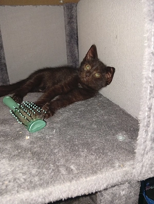 süßer kleiner kater 