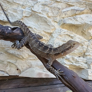 Verkaufe mein Australisches Wasseragame Weibchen CB23 