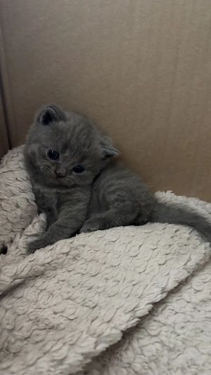 Reinrassige BKH Kitten