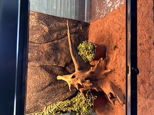Terrarium mit Zubehör