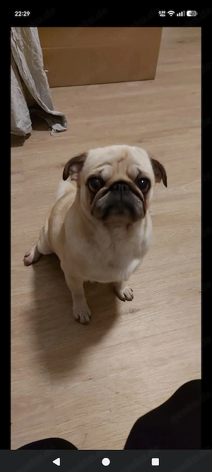 Liebevolle Familie sucht einen Mops 