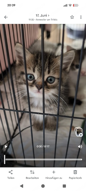 Kitten zu verkaufen (Männchen) 