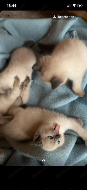 siam kitten 
