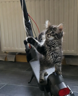 Maine Coon Mix Kitten Babys