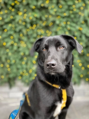 Archie, 2,5 Jahre alt. 
