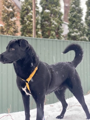 Archie, 2,5 Jahre alt. 