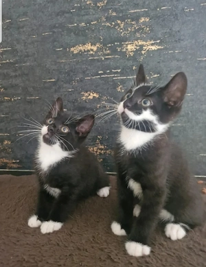 Kitten   Katze   Kater   Katzenjunges   Junges   Katzenbaby suchen ein Zuhause  