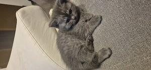 Reinrassige BKH Kitten 
