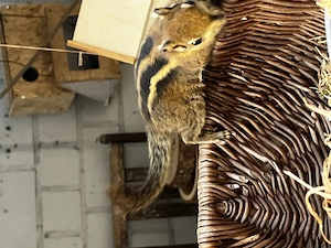 Baumis Chin. Baumstreifenhörnchen Streifenhörnchen