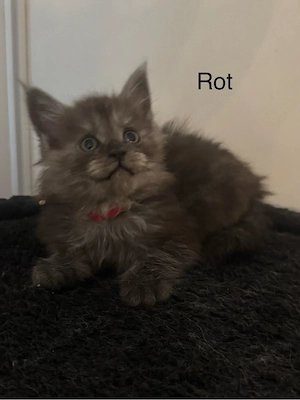 Maine Coon Kitten (Black Smoke,Blue Smoke,Blue Solid)