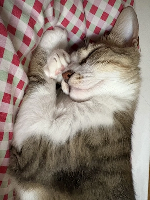 Pflegestelle für 2 Katzen