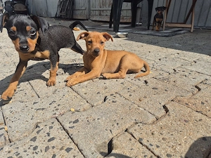 Zwergpinscher Welpen