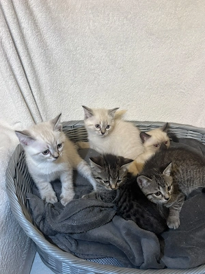 5 süße BKH-Kitten suchen ein liebevolles Zuhause 