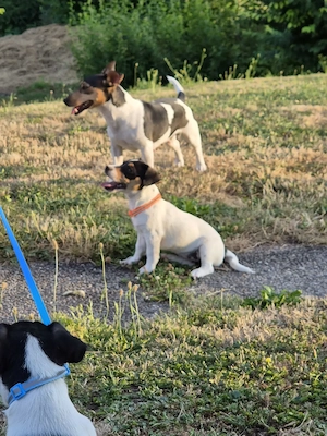 Unsere hübschen, Susi & Strolchi suchen noch den perfekten Platz.. 