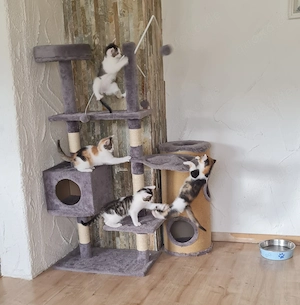 Katzenbabys 13 Wochen alt