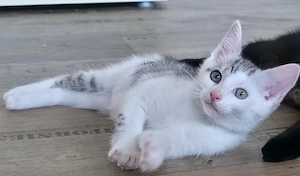 Baby Kitten 