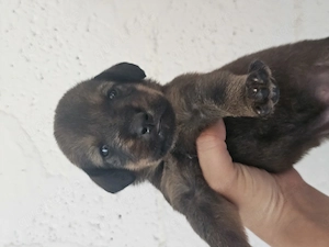 Hund Hündin Welpe Tierschutz Bundesweite Vermittlung 