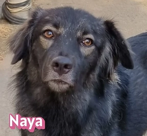 Naya, 11 24 - freundlicher Sonnenschein sucht Familie