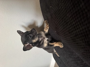 3 Chihuawelpen suchen ein liebevolles Zuhause 