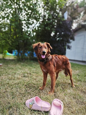 Hund abzugeben 