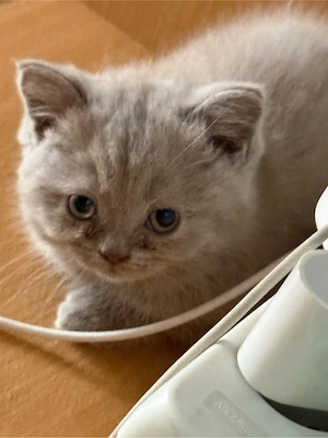Wunderschöne Britisch kurzhaar Kitten!!