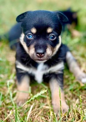 Pomsky Mix Welpen