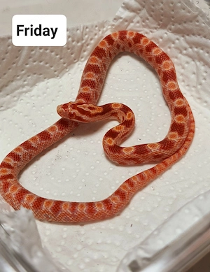 Kornnatter Amel het. hypo anery, Schlange Terrarium Pantherophis guttatus