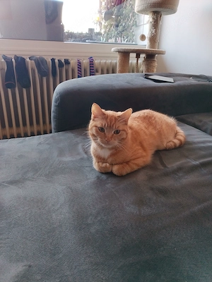 Bkh mix weibchen 1 Jahr alt 