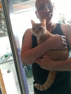 Bkh mix katze 11 monate 