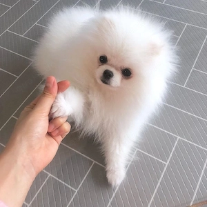 Wunderschöne Zwergspitz-Welpen (Pomeranian)