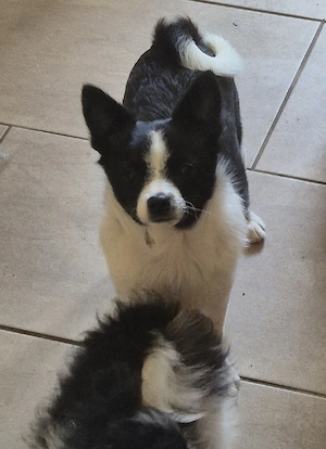 Chihuahua Welpen& Erwachsene 