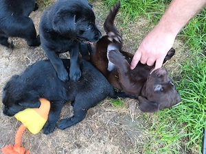 Labrador Welpen nur noch 3 Rüden !! Bild 5