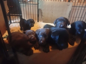 Labrador Welpen 
