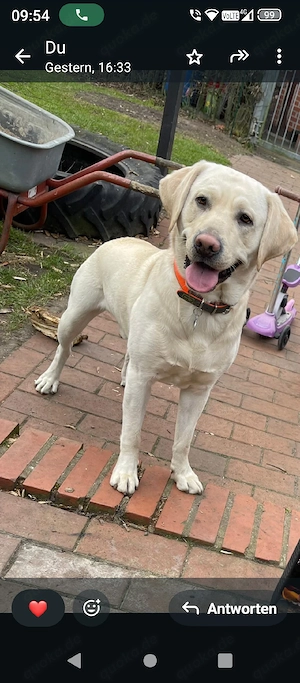 Labrador Welpen nur noch 3 Rüden !! Bild 7
