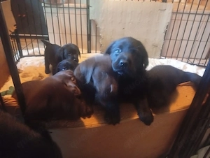 Labrador Welpen 