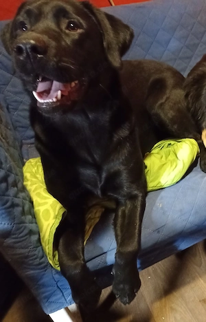 Labrador Welpen nur noch 3 Rüden !! Bild 6