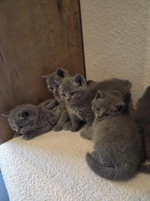 BKH reinrassige Kitten