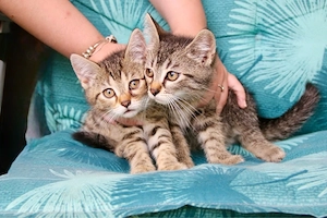 Süße BKH Kitten suchen ein neues liebevolles zuhause