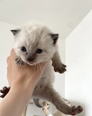 7 wunderschöne Siam BKH mix Blue Point Kitten suchen ihre Bediensteten