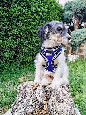 Schnoodle Mix Dara sucht Körbchen 
