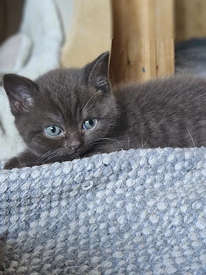 BKH Kitten in Chocolate mit Stammbaum suchen ein liebevolles Zuhause