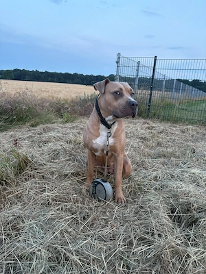 American bully XL Hündin 