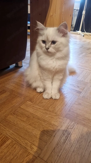Persische- Ragdoll kitten 