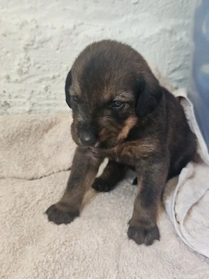 Hund Hündin Welpe Tierschutz Bundesweite Vermittlung 