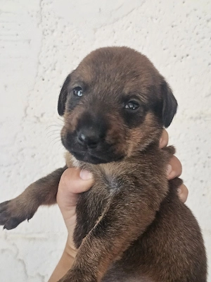 Hund Hündin Welpe Tierschutz Bundesweite Vermittlung 