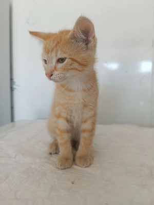 Babykatze, Katzenbaby, Katze, Kitten, Kater