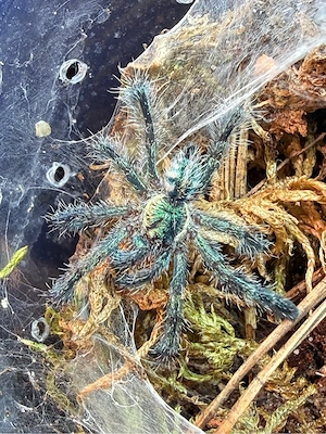 Vogelspinnen Avicularia, Ybyrapora und weitere