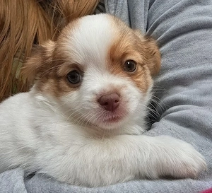 Chihuahua Welpen 3 Mädchen und 1 Junge.